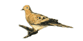 Mourning Dove.